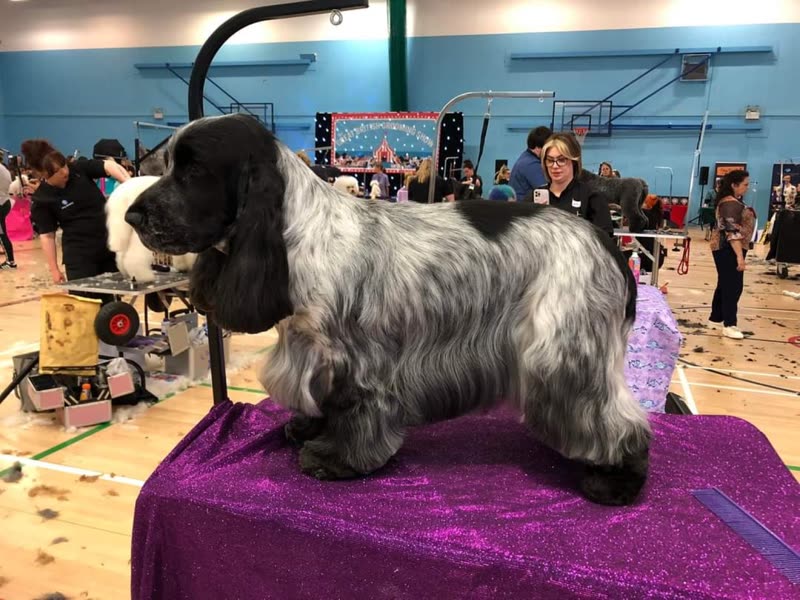 A blue roan cocker spaniel stacked on a show table at a dog show