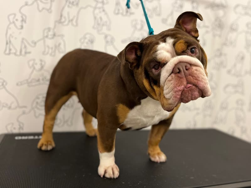An English bulldog standing on the grooming table against the dog-print wallpaper