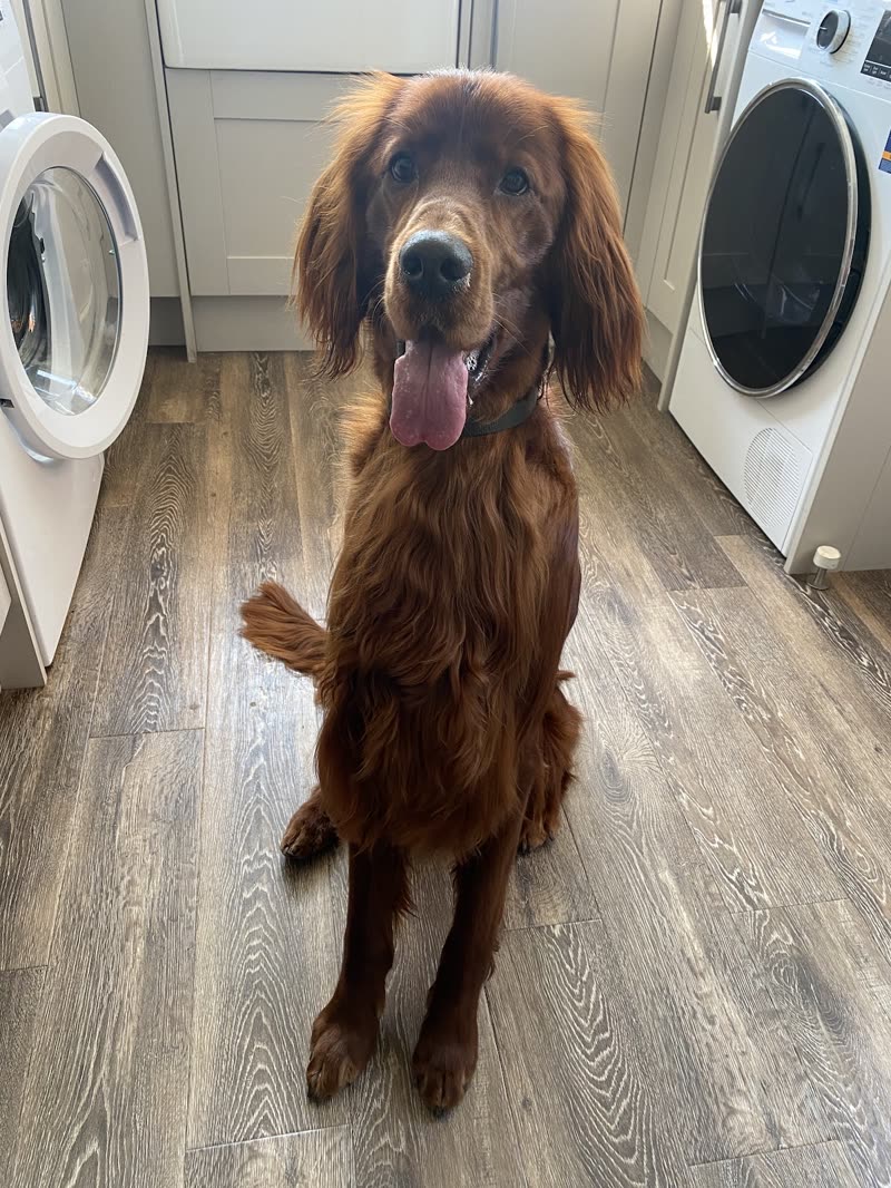 A freshly groomed Irish setter sitting on a wood floor after its groom