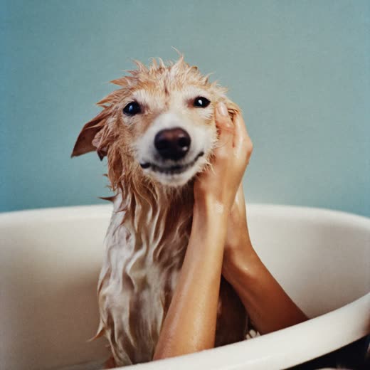 A dog being bathed and shampooed