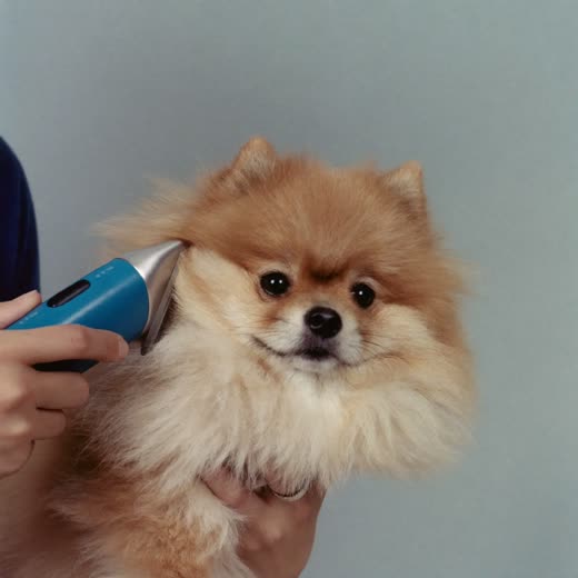 Clippers trimming a dog's coat