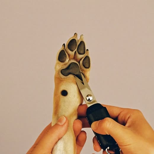 A dog's nails being clipped