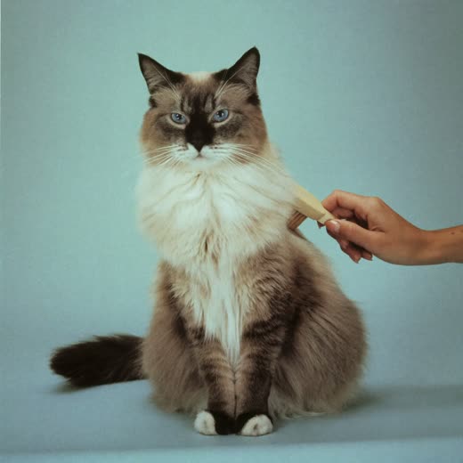 A cat being brushed and groomed