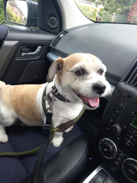A small terrier-cross on a lead standing on a car seat, ready for collection